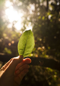 Close-up of hand holding leaves