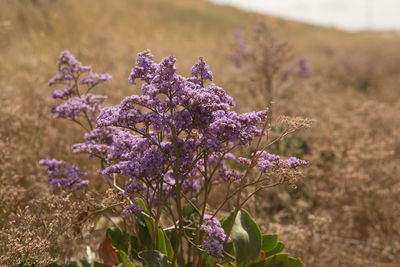 Close-up of purple flowering plant on field