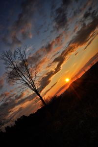 Silhouette plants against dramatic sky during sunset