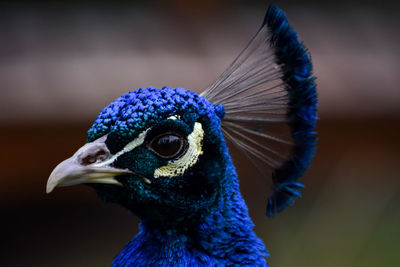 Close-up of peacock