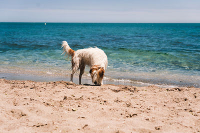 View of a dog on beach