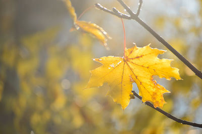 Close-up of yellow maple leaves