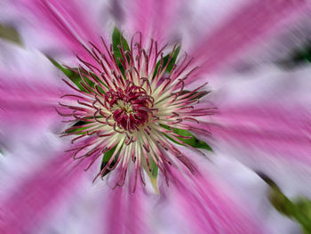 Clematis, partial edited with pse19, blur filter, motion blur ...