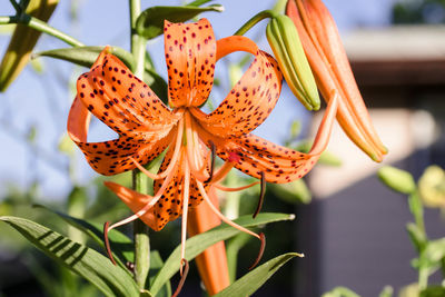 Close up of a tiger lily bloom at sunrise