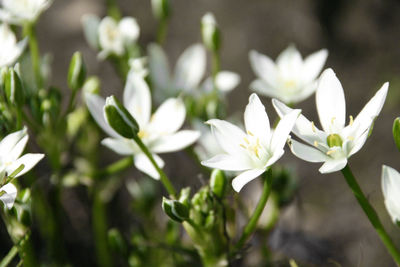 Close-up of white flowers