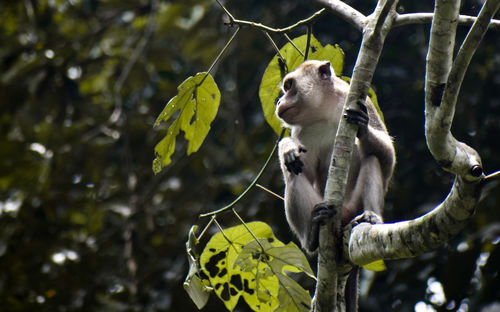 Low angle view of monkey on tree