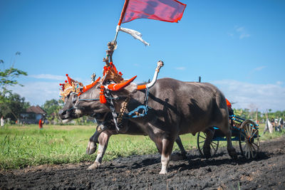 Makepung, traditional bull race in bali, indonesia.