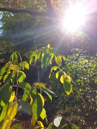 Sunlight falling on plants against bright sun