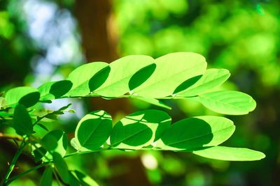 Close-up of leaves