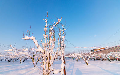 Low angle view of snow covered field against clear blue sky