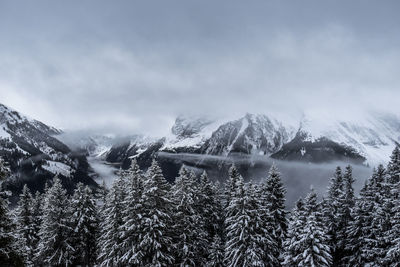 Pine trees on snowcapped mountains against sky