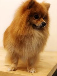 Close-up of a dog looking away