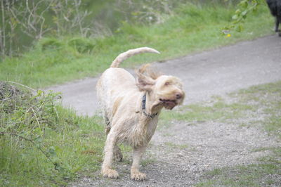 Dog standing in a field