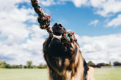 Close-up of german shepherd biting on rope against sky