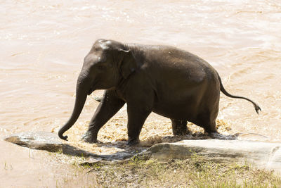 The baby elephant was walking across the river to the other side. when the river water is high