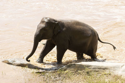 Elephant drinking water