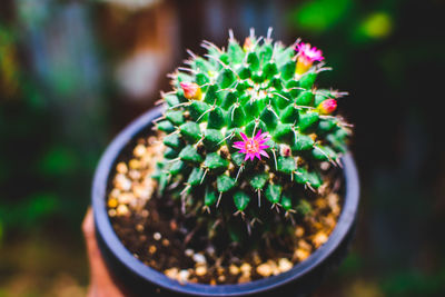 plant