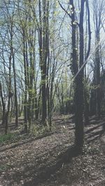 Low angle view of trees against sky