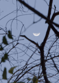 Low angle view of silhouette tree against sky at dusk