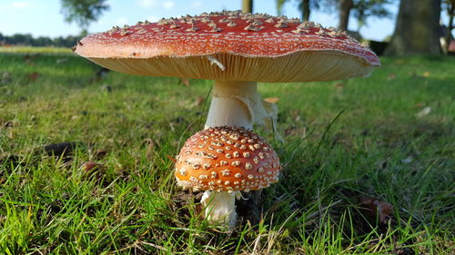 Close-up of fly agaric mushroom on field