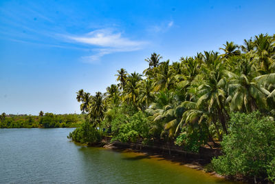 Scenic view of palm trees by river against sky