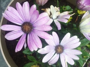 Close-up of purple flowers blooming outdoors