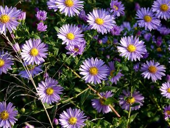 High angle view of purple flowering plants