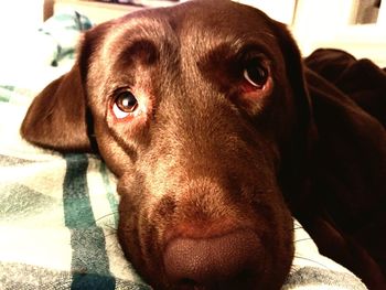 Close-up portrait of dog at home