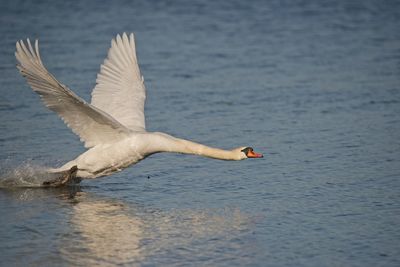 Close-up of swan in lake