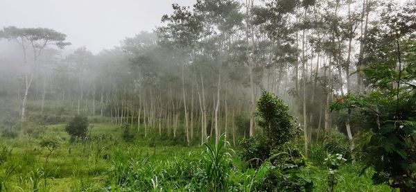 Trees in forest during rainy season