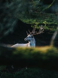 Deer in a forest