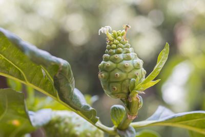 Close-up of fruit growing on tree