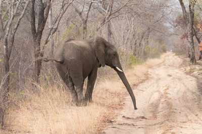 A baby elephant in the forest of the hwange natural park in zimbabwe, trunk forward.