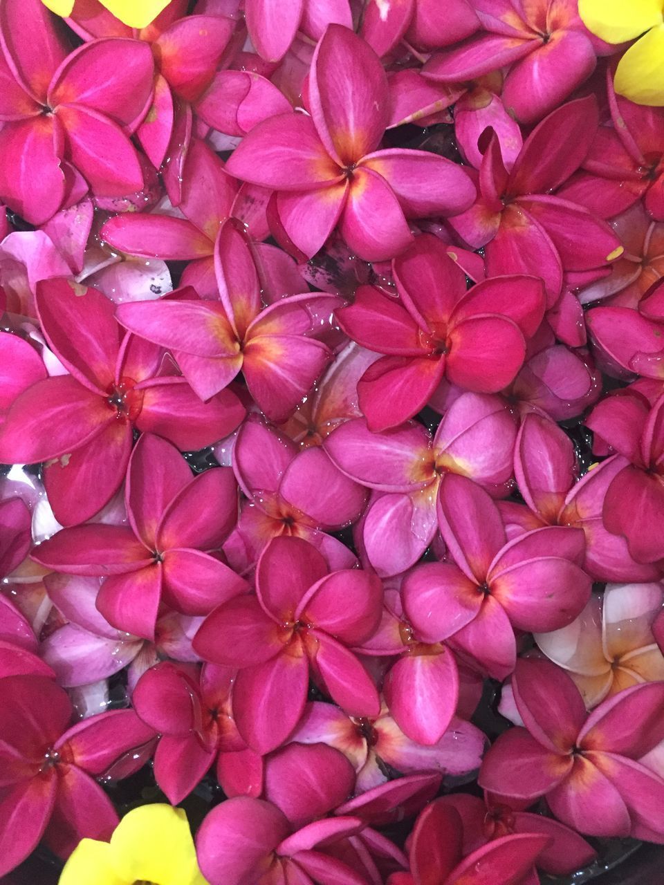 CLOSE-UP OF PINK FLOWERING PLANTS