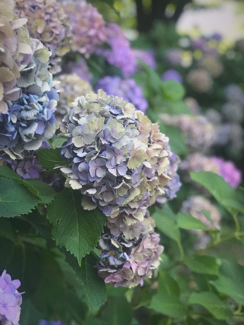 CLOSE-UP OF PURPLE HYDRANGEA FLOWERS ON PLANT