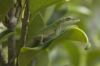 Close-up of green lizard on plant