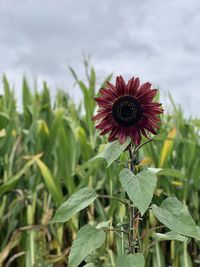 Close-up of red flowering plant on field