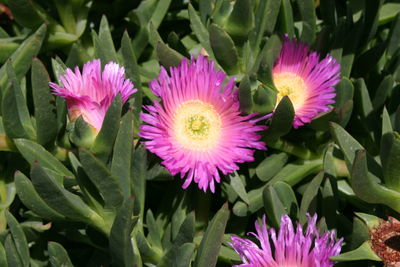 Close-up of purple flowers blooming outdoors