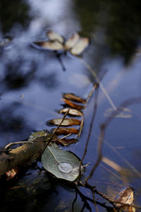 Close-up of dry leaves on lake