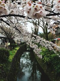 Cherry blossoms in spring