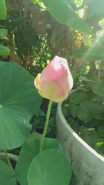 Close-up of pink flower blooming outdoors