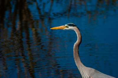 Close-up of a great blue heron in a lake