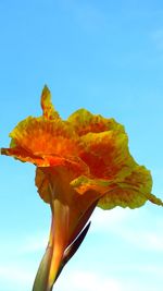 Close-up of yellow flower against blue sky