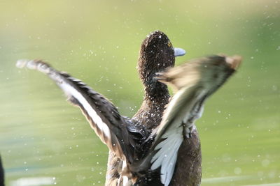 Close-up of bird flying over lake