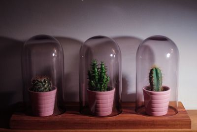 Close-up of potted plant on table