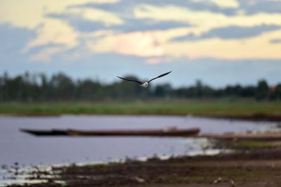 Bird flying over the sea