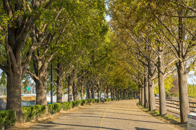 Footpath amidst trees in park