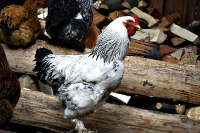 Close-up of rooster on wood