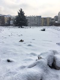 Birds in frozen lake against sky