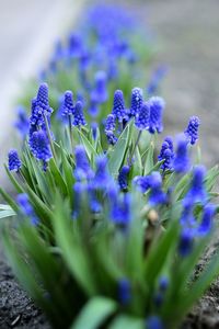 Close-up of purple flowers